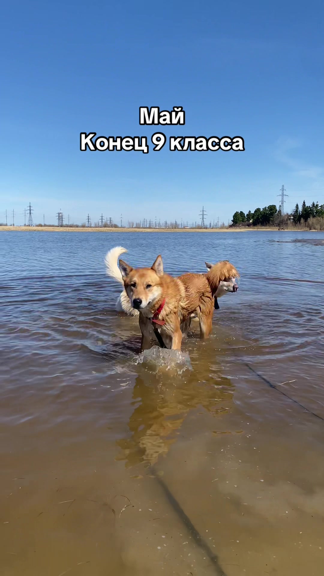 @Ульяна о собаках