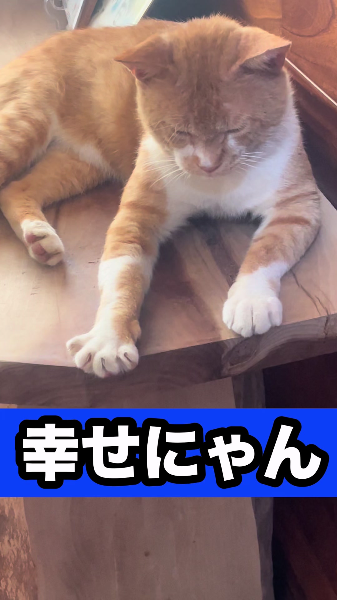 @藤原 政宗　動物好き❤️飛行機好き❤️