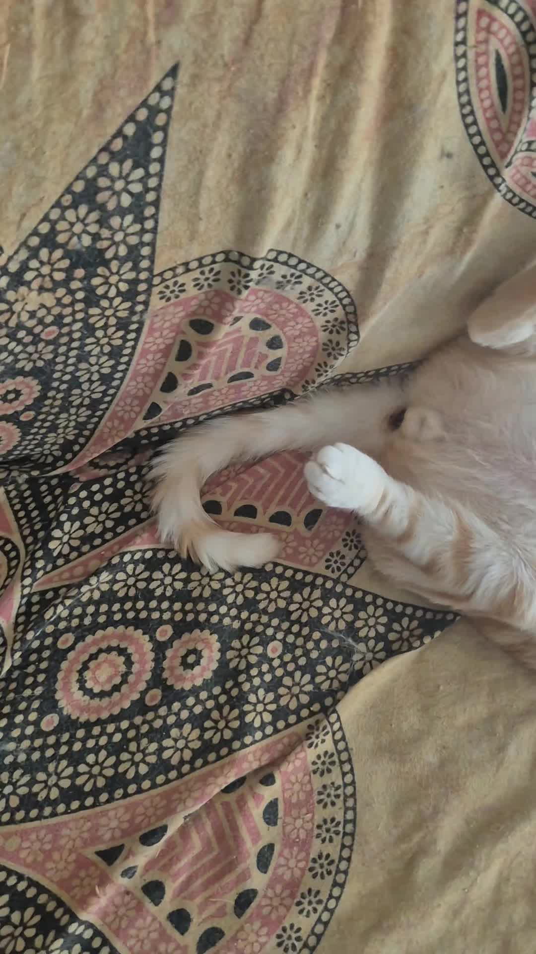 @KikiPetSitter&Photo