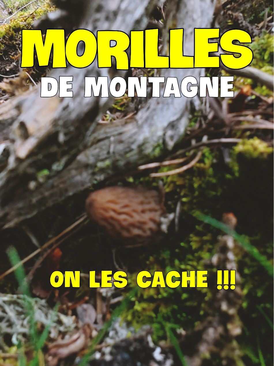@Dan 🍄&zwj;🟫 Le Champologue