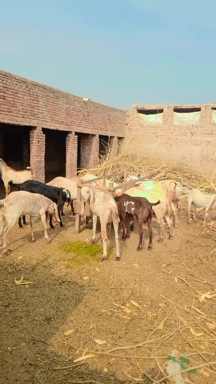 @MIAN ZIAOULLAH