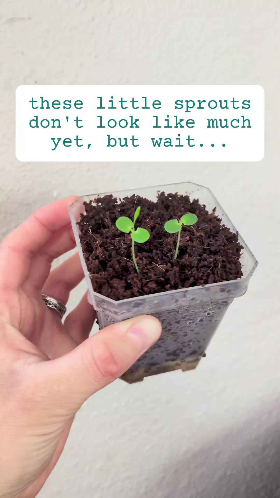 @Plantflix Seeds