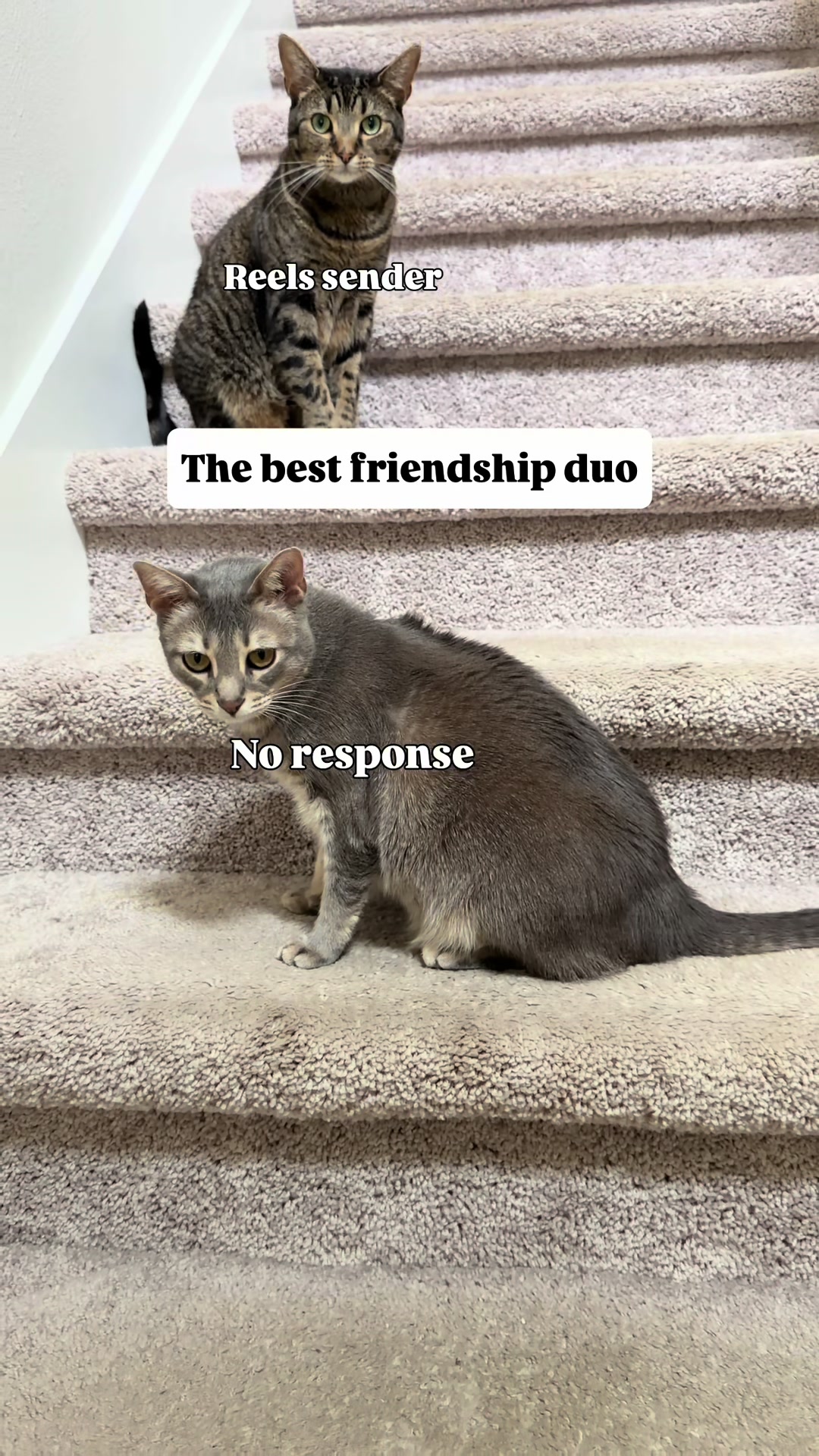 @Pepper the Rescue Cat 🐈⬛