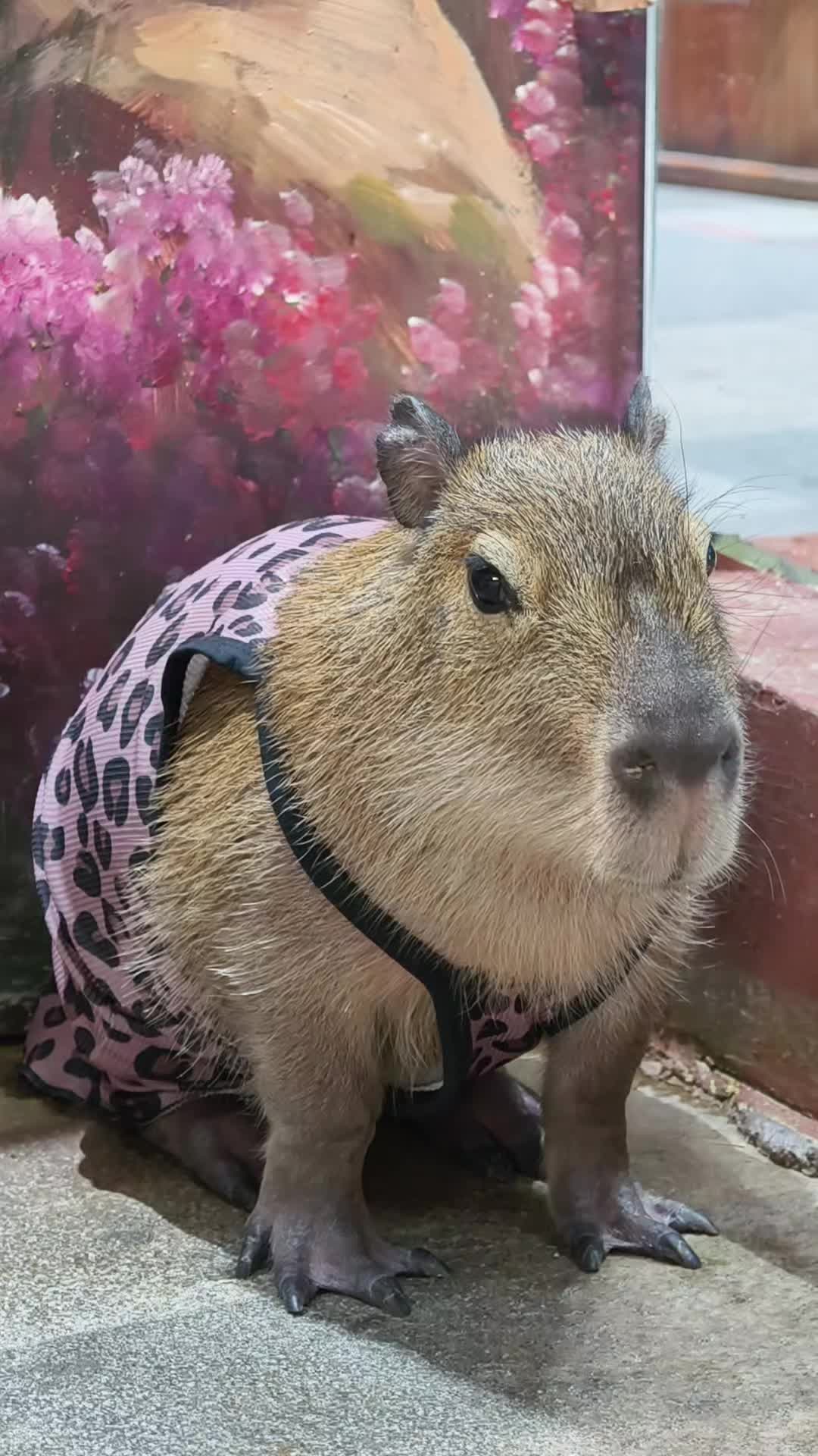 @capybara121224