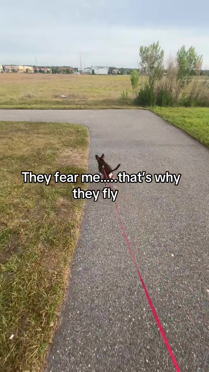 @Bruno28