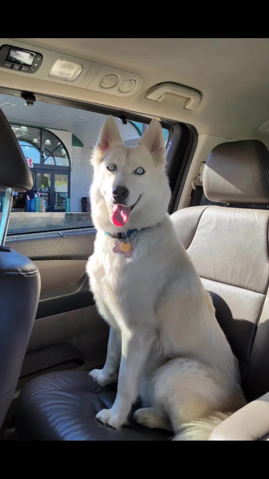 @Diane | Huskies-Jack & Jill