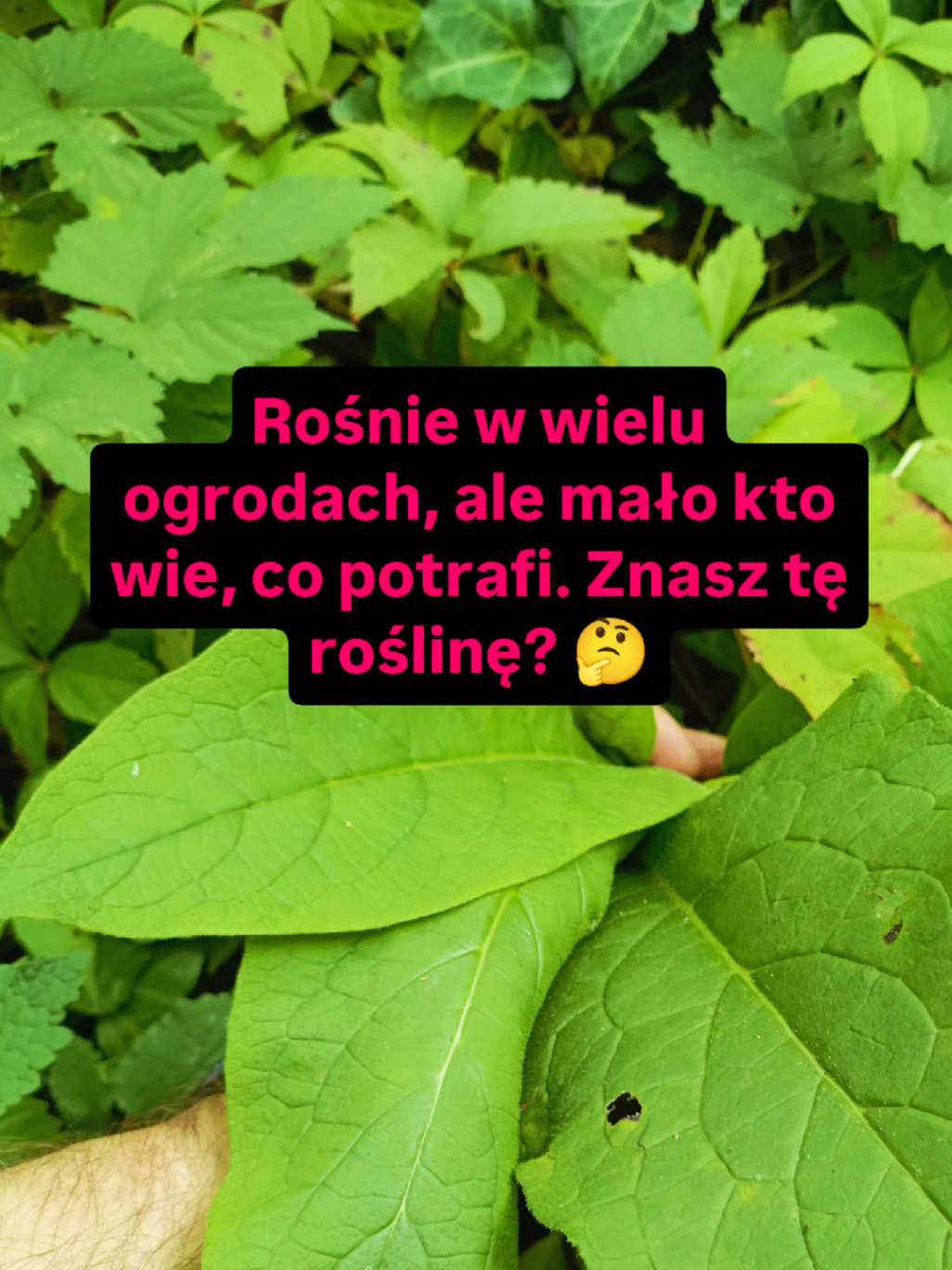 @Chwila Na Naturę🌿