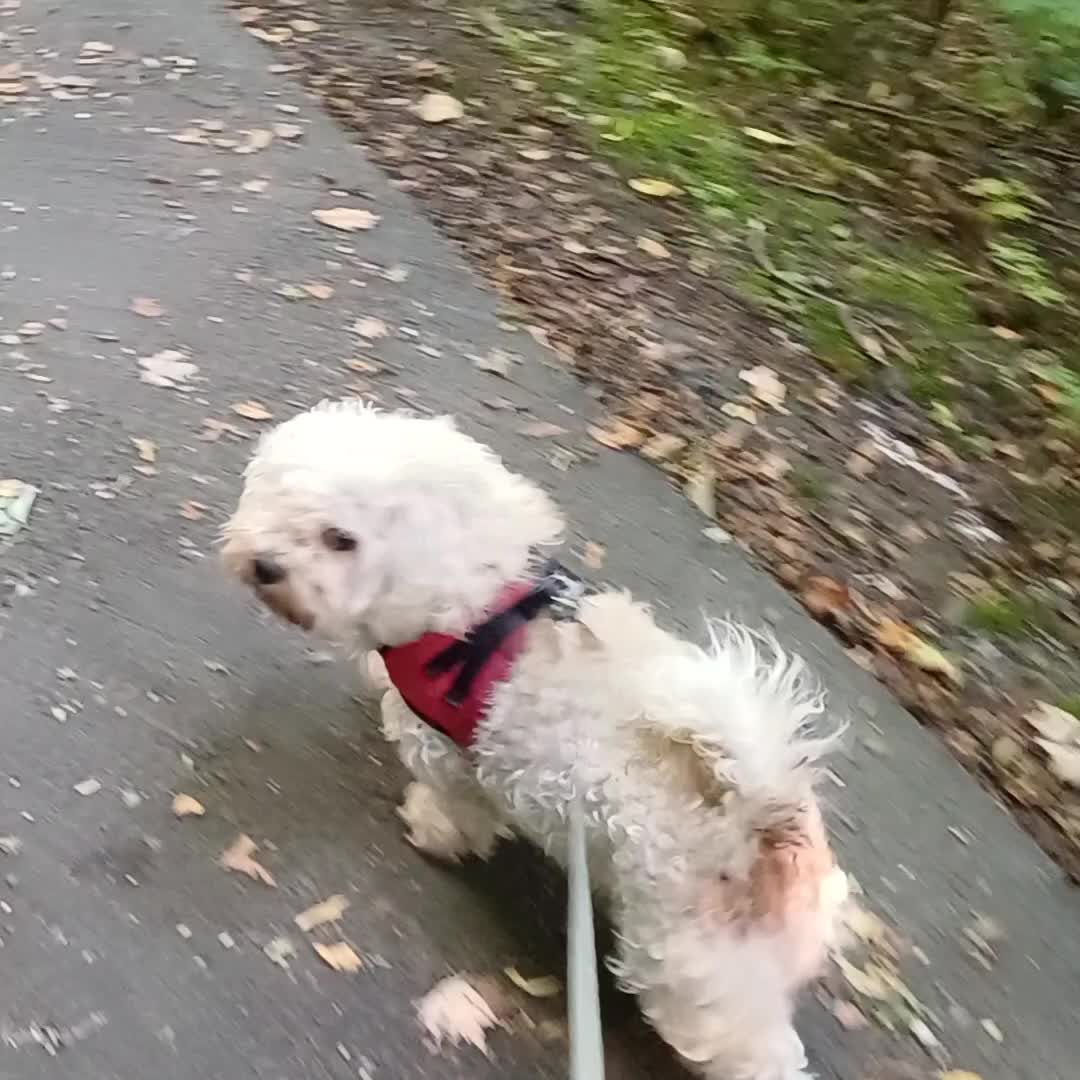 @HundeMom🐺🐶🐕🐶🥒