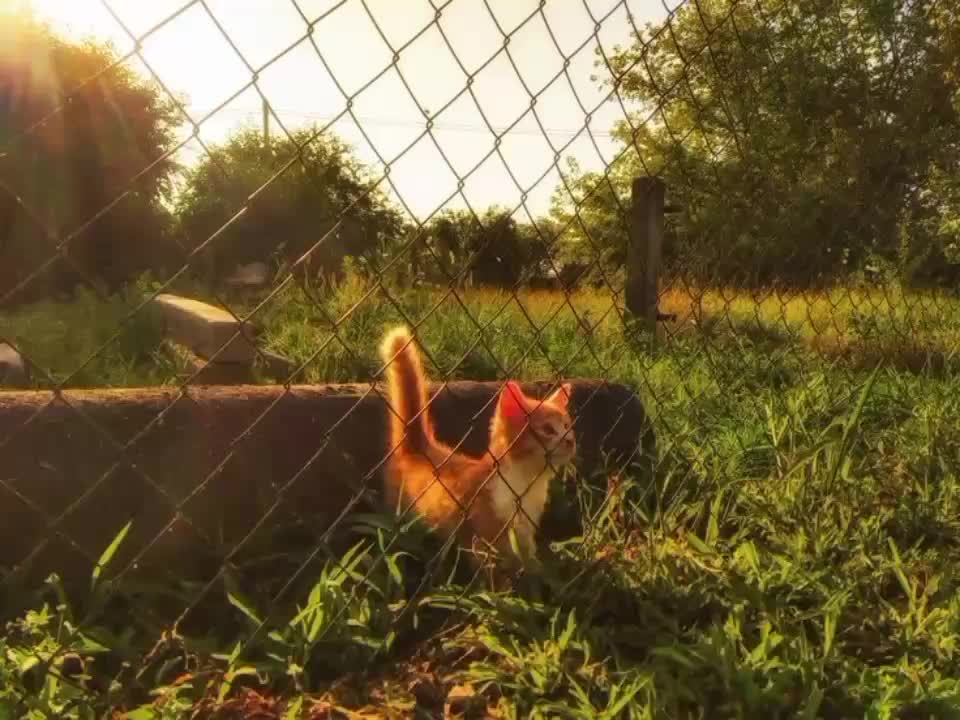 @звуки для липсингов