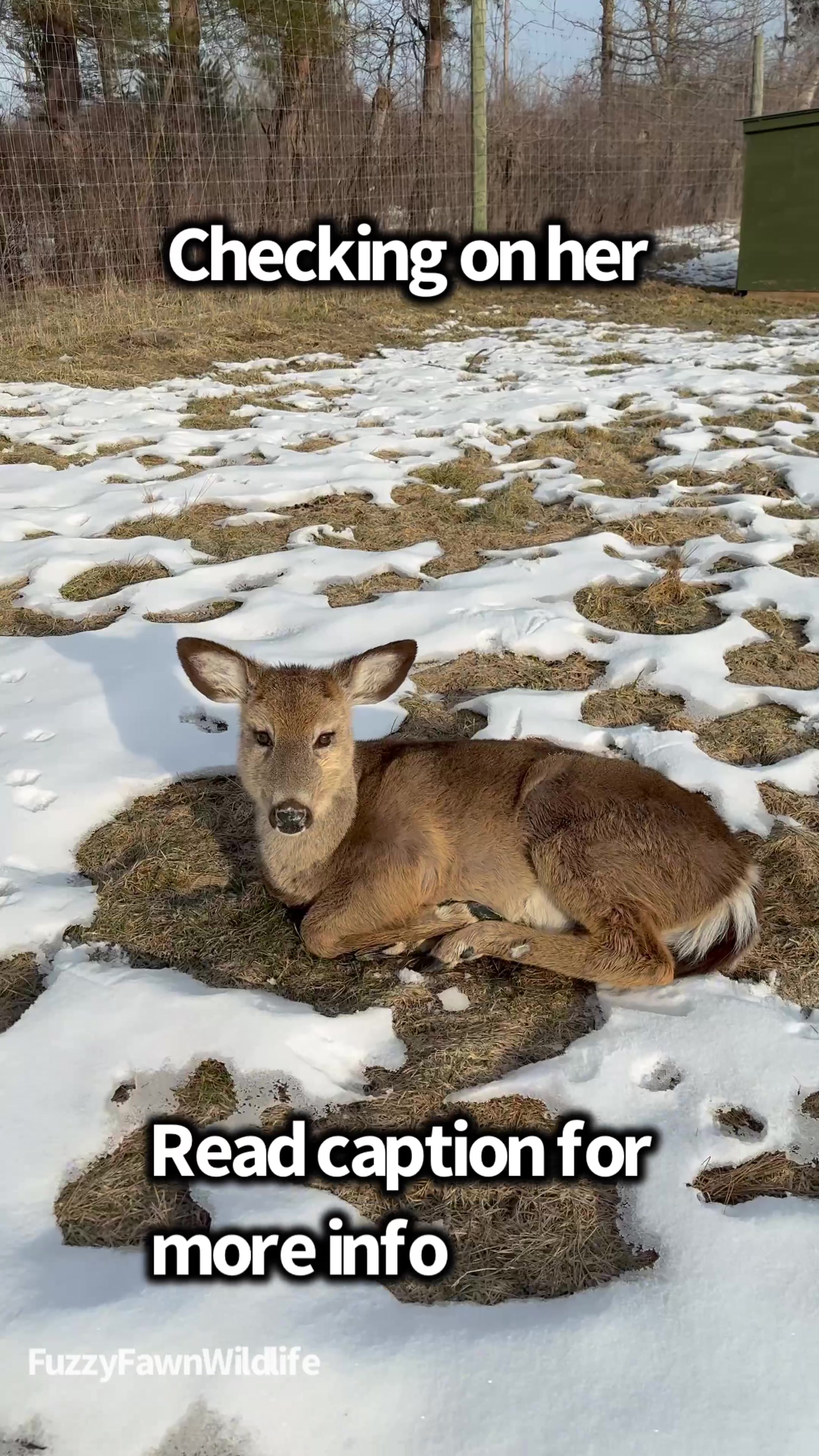 @Fuzzy Fawn Wildlife
