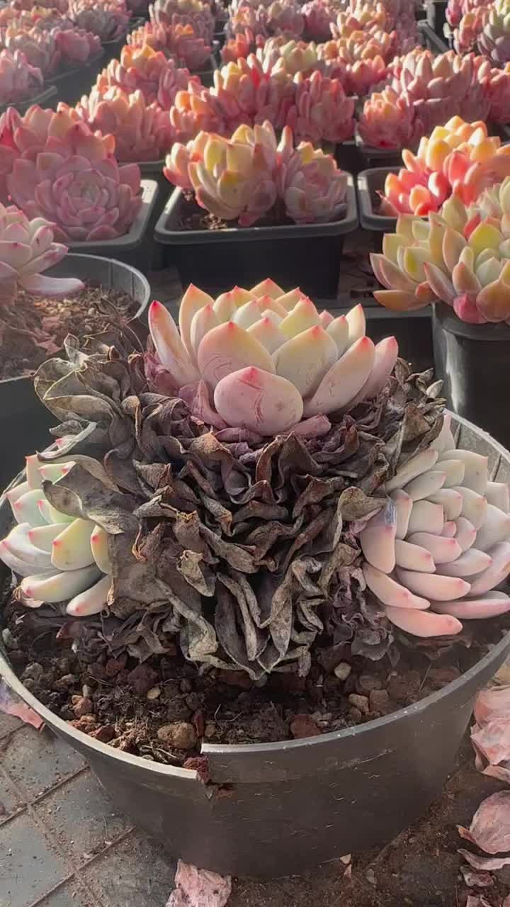@LushSuccs
