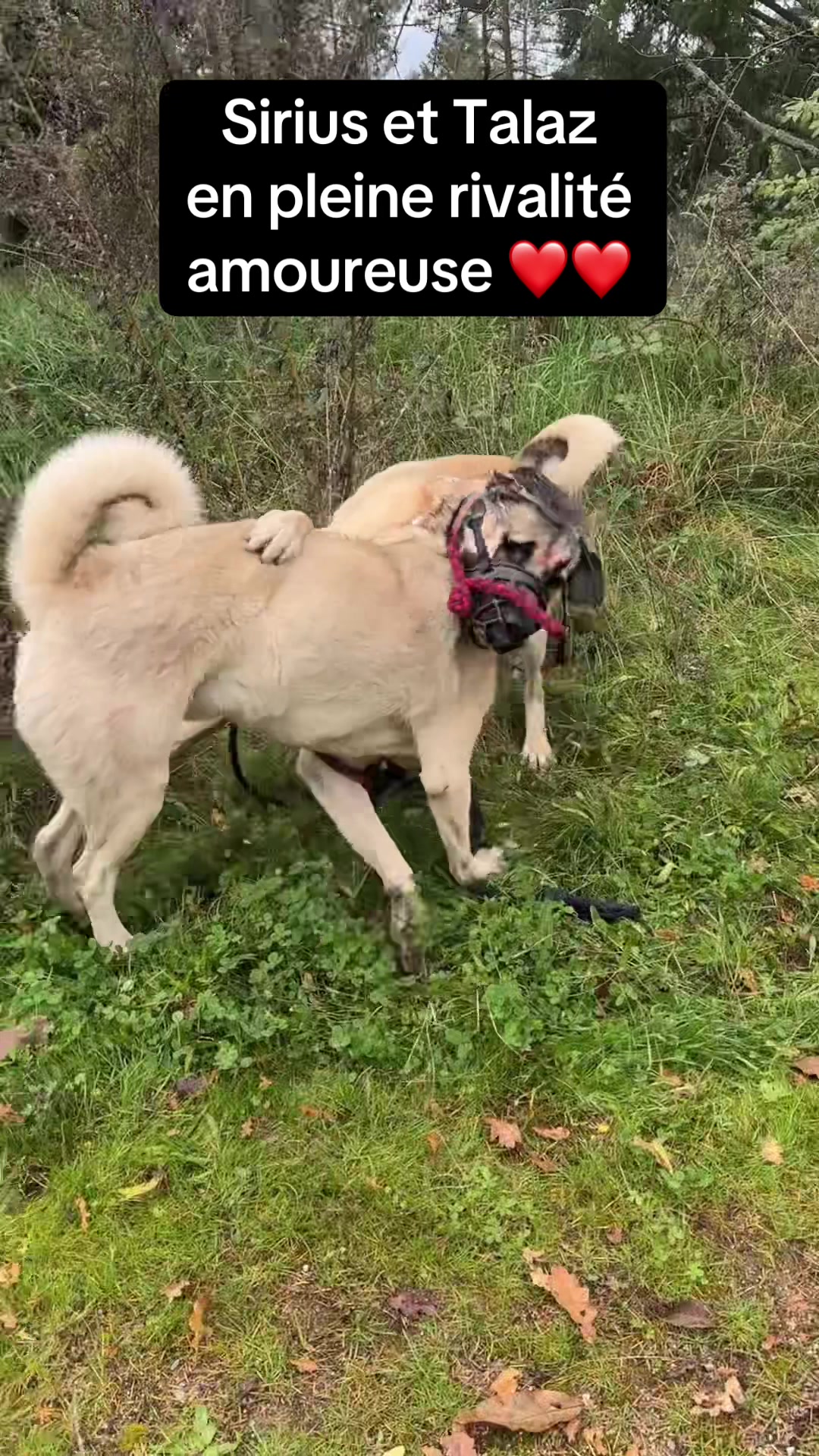 @Purekangal