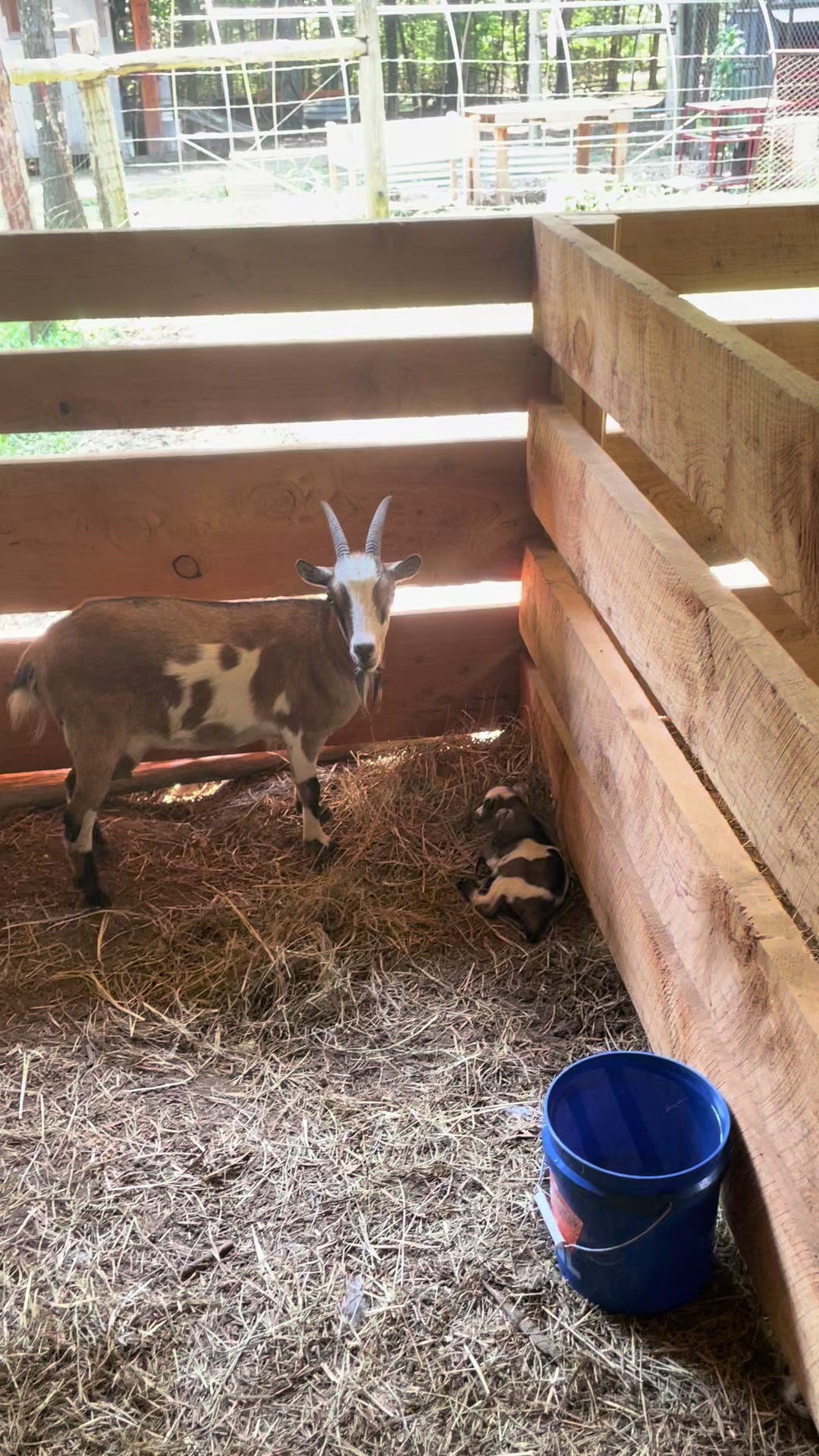 @Gray Acres Homestead