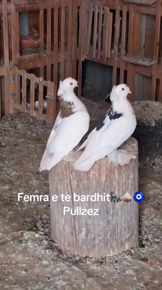 @dottore2220
