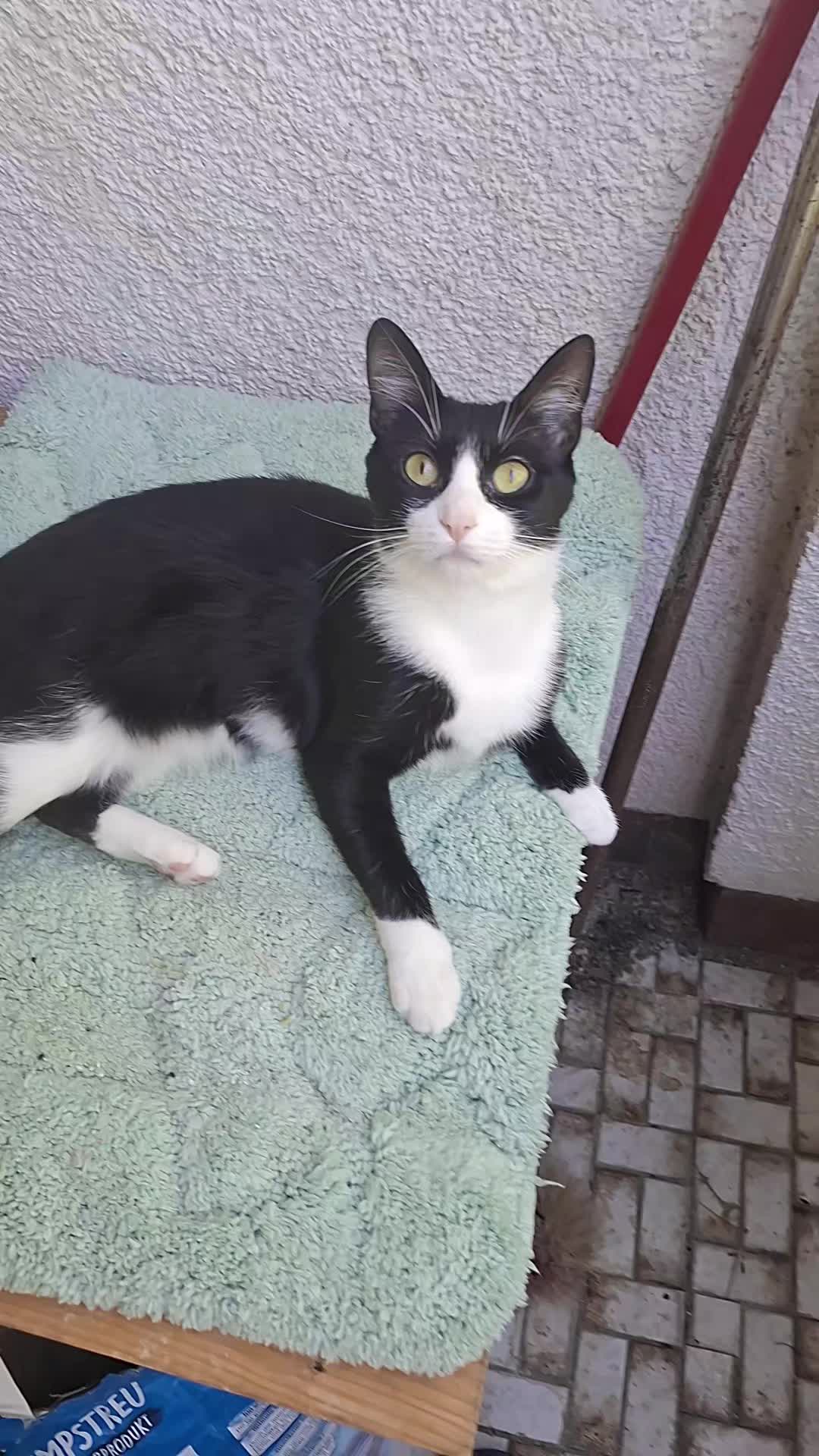 @lilythecat