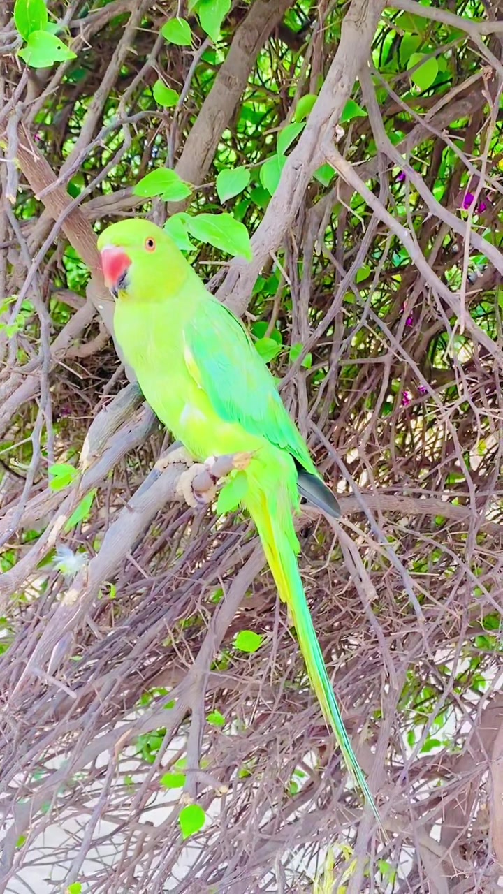 @ʜᴀʀᴏᴏɴ ᴊᴏʏɪᴀ