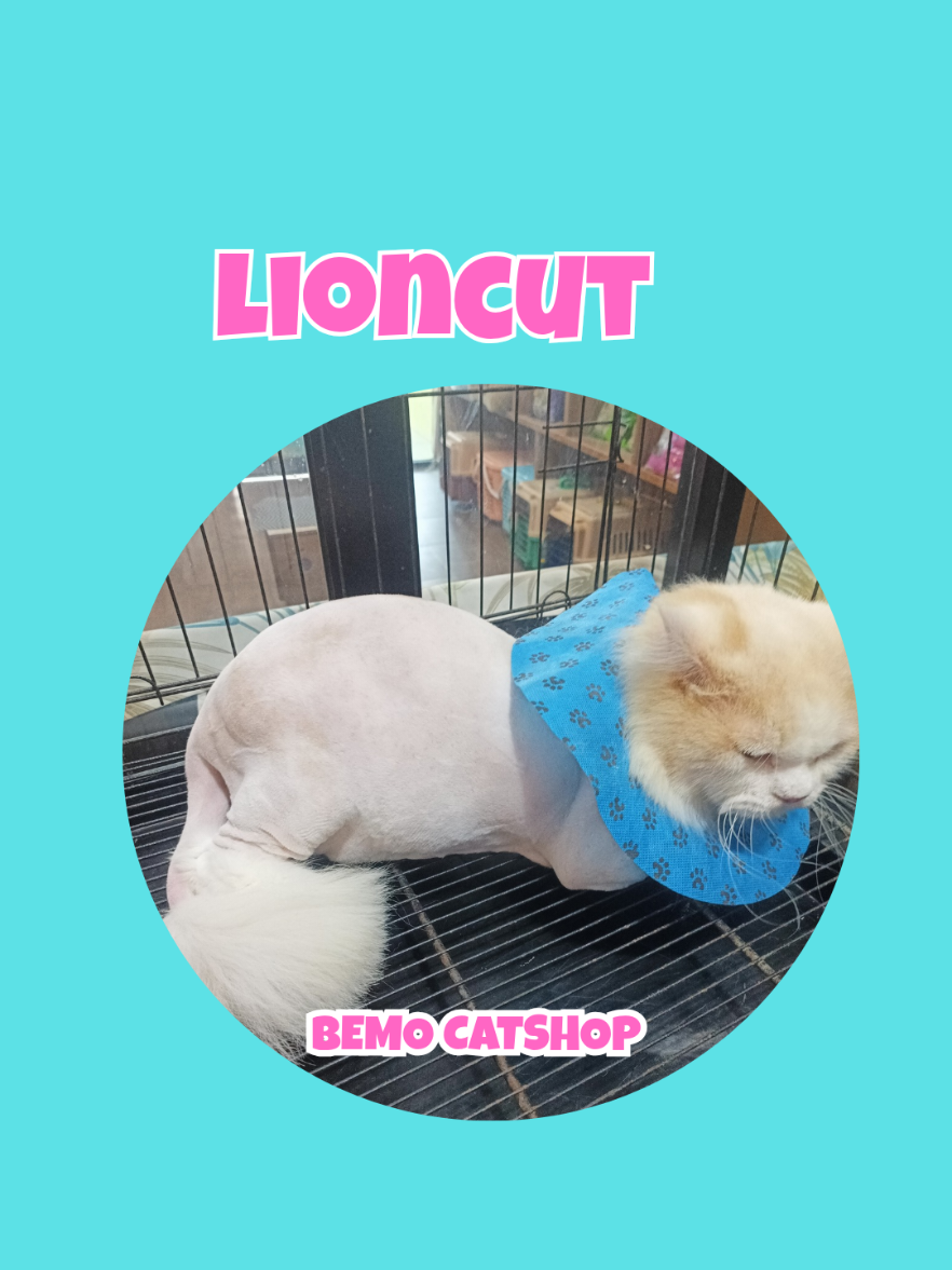 @Bemo Catshop