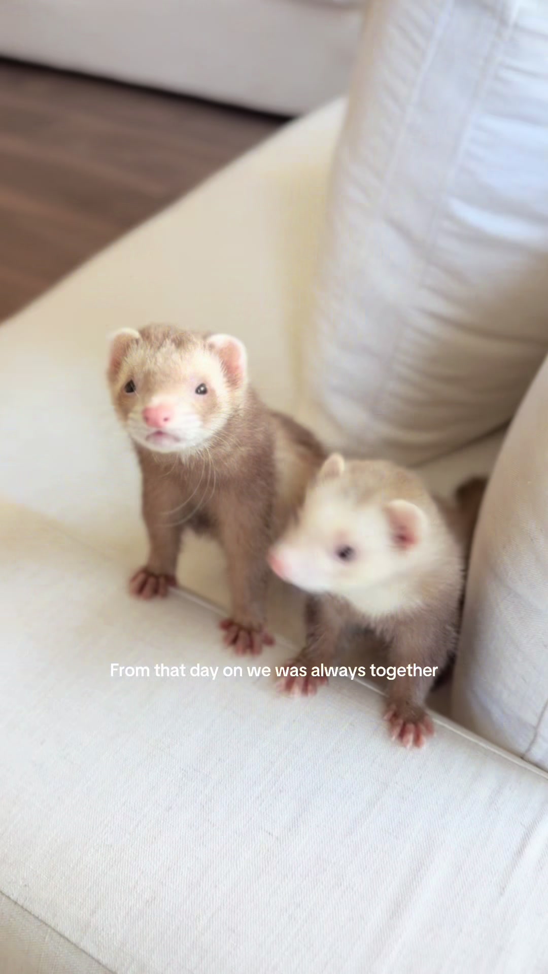 @Moon & Nala