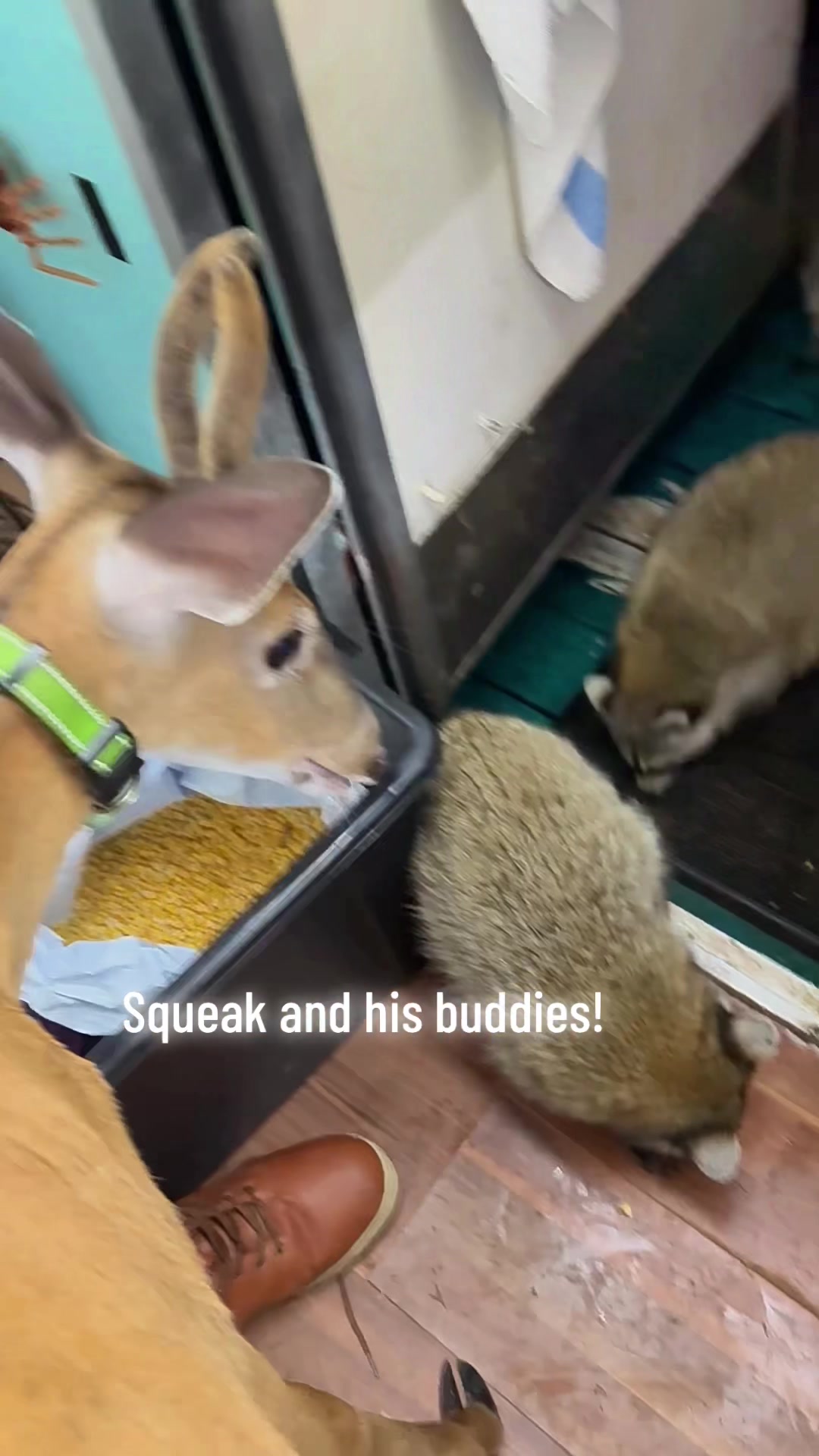 @Critter Kiki