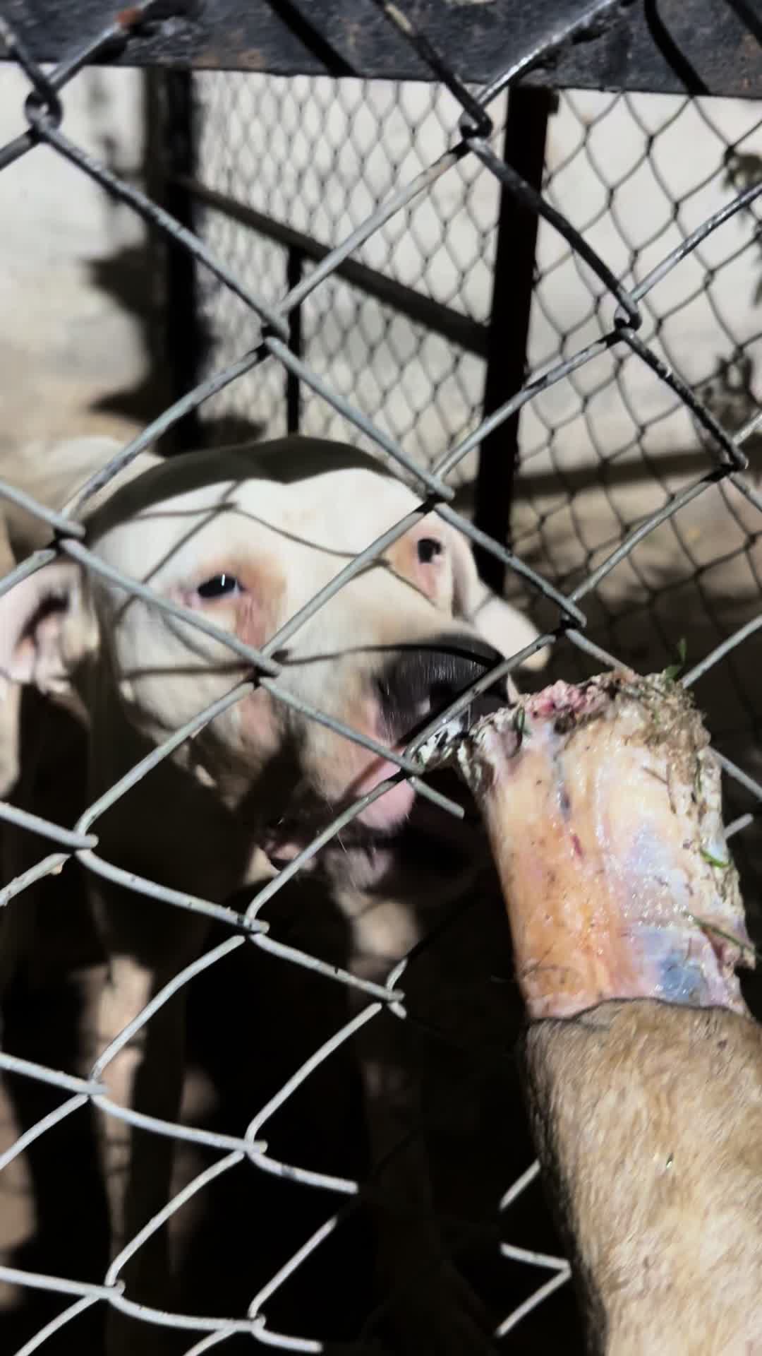 @LIGER the DOGO ARGENTINO