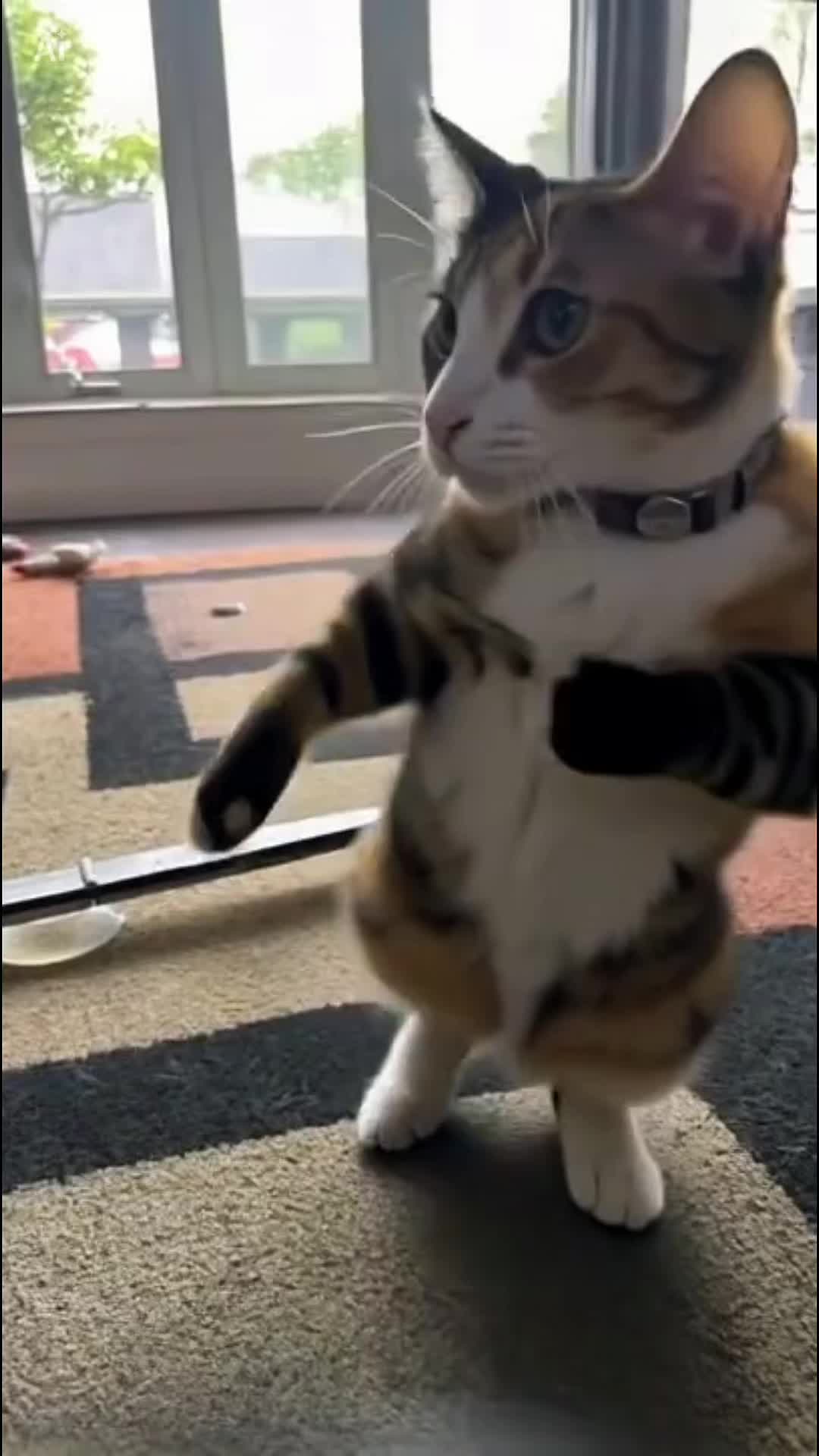 @Adventures of Baby Kitty