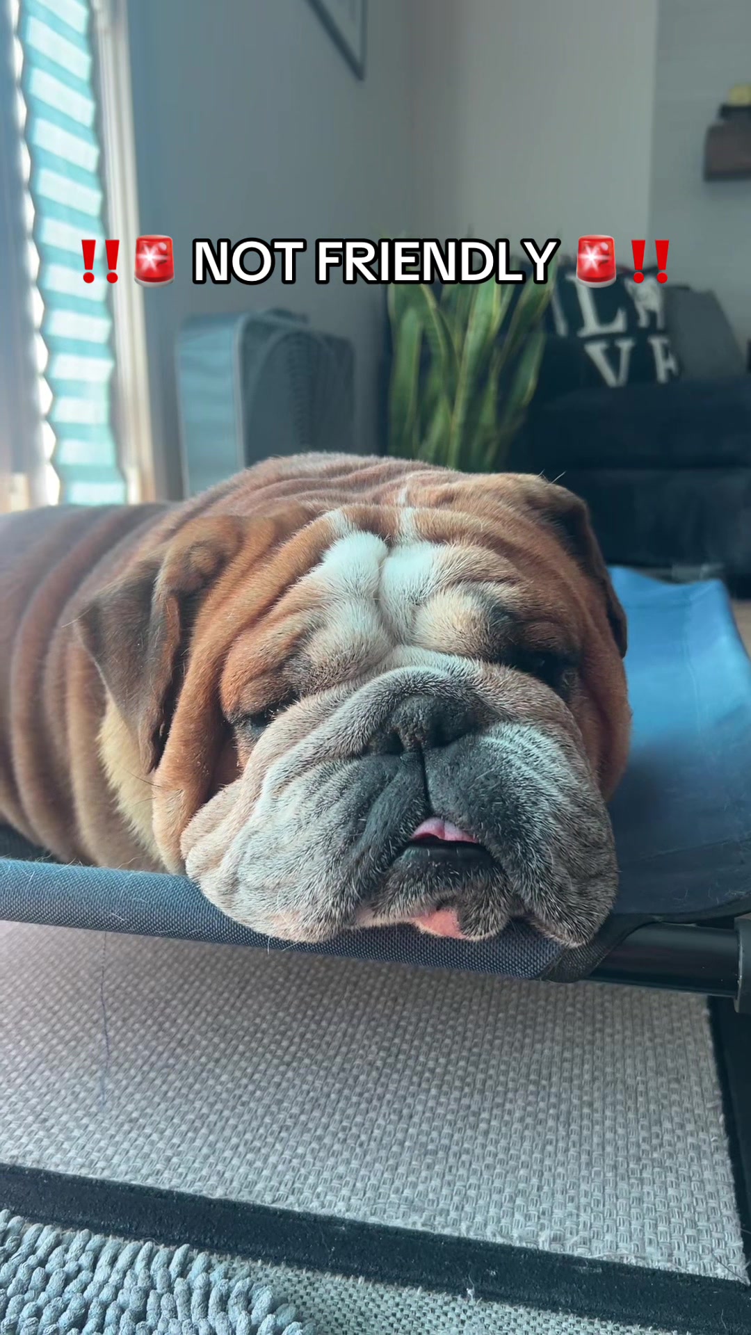 @Reggie the Bulldog
