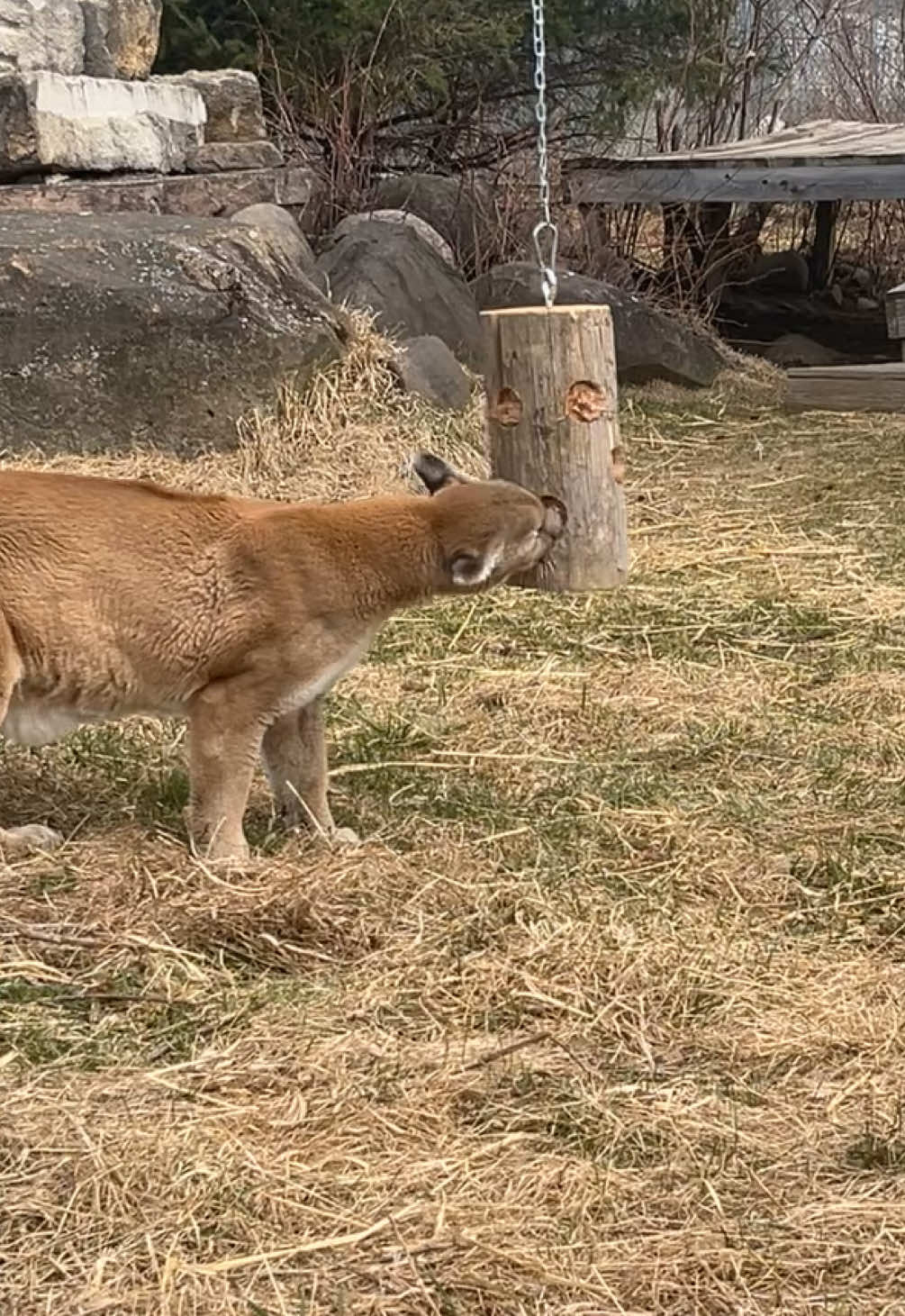 @The Wildcat Sanctuary