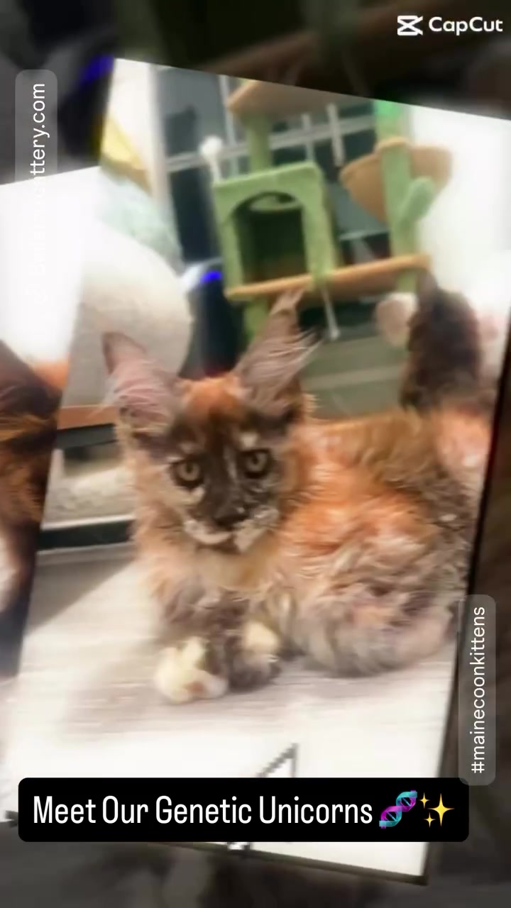 @Bellatrix Maine Coon Cattery