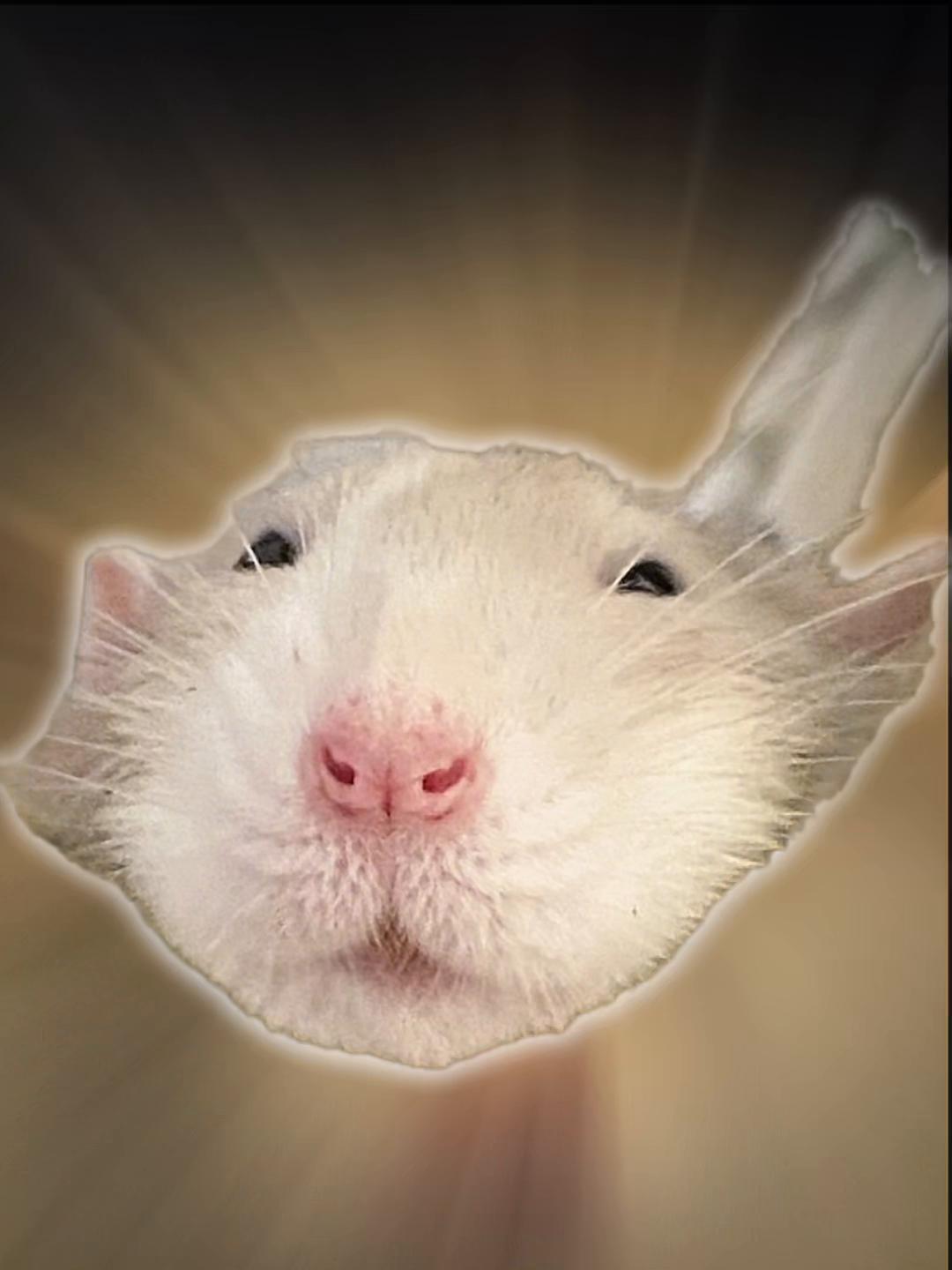 @Roxy’s rats