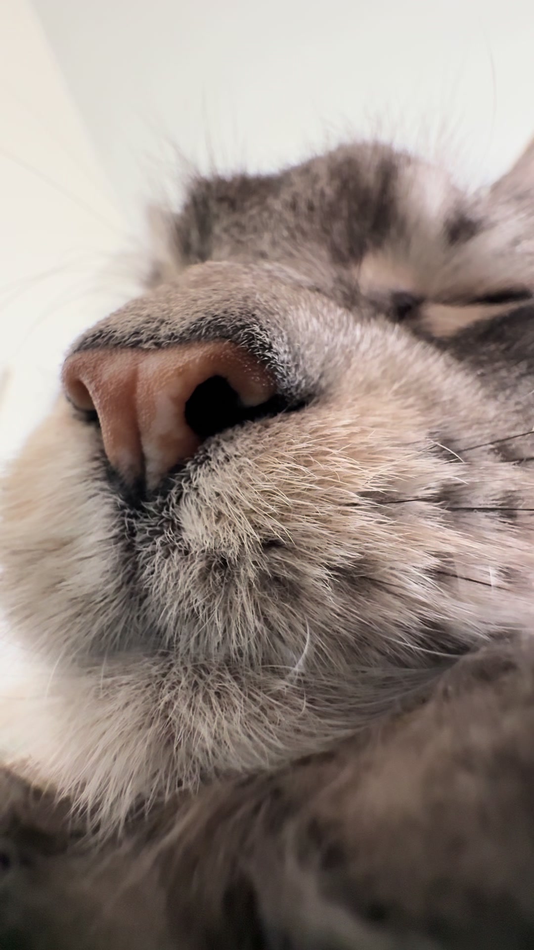@Maine Coons | Ted & Kissa