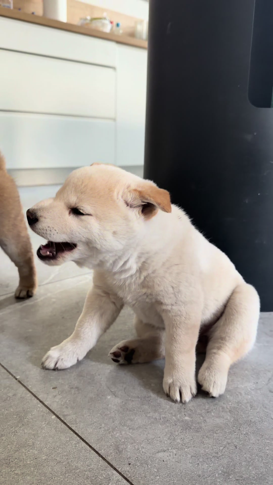@Shiba GoNanKaiho hodowla FCI