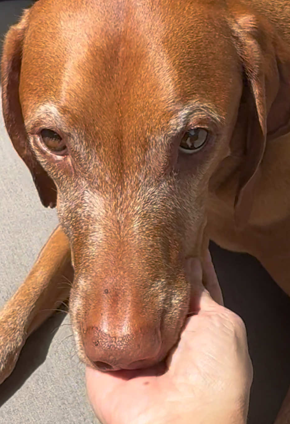 @Brookie The Vizsla