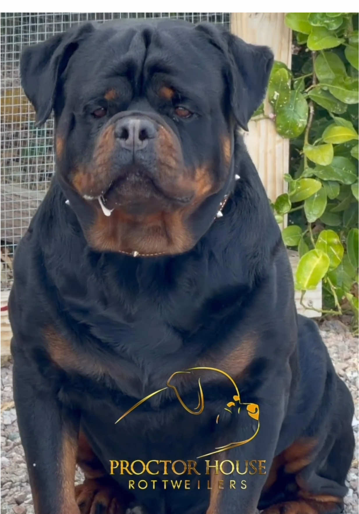 @Proctor House Rottweilers
