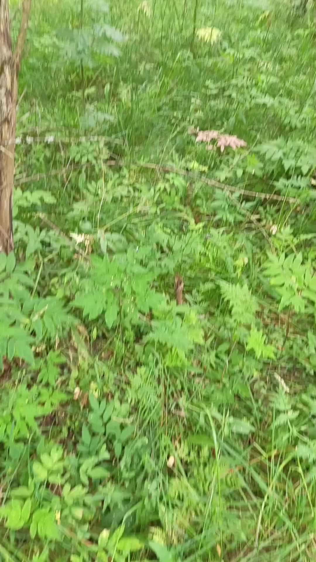 @мучачо