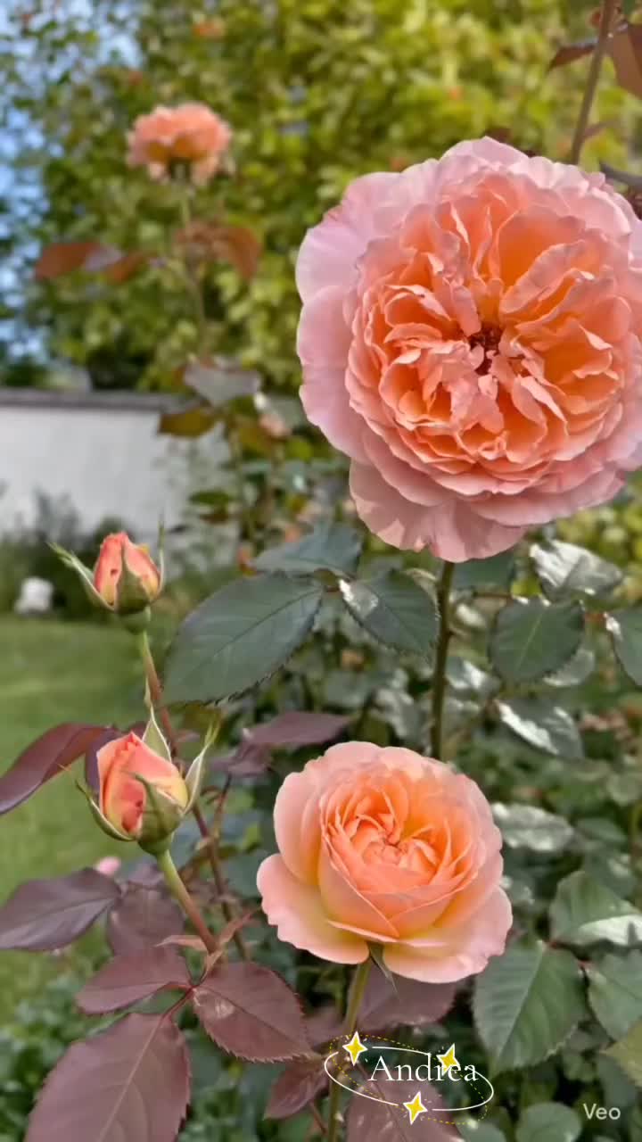 @andreacorsi298
