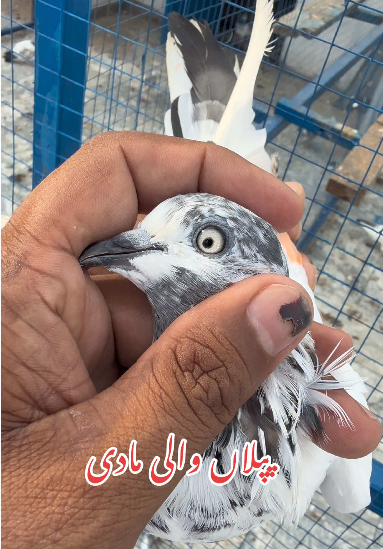 @Aero Pigeons Club