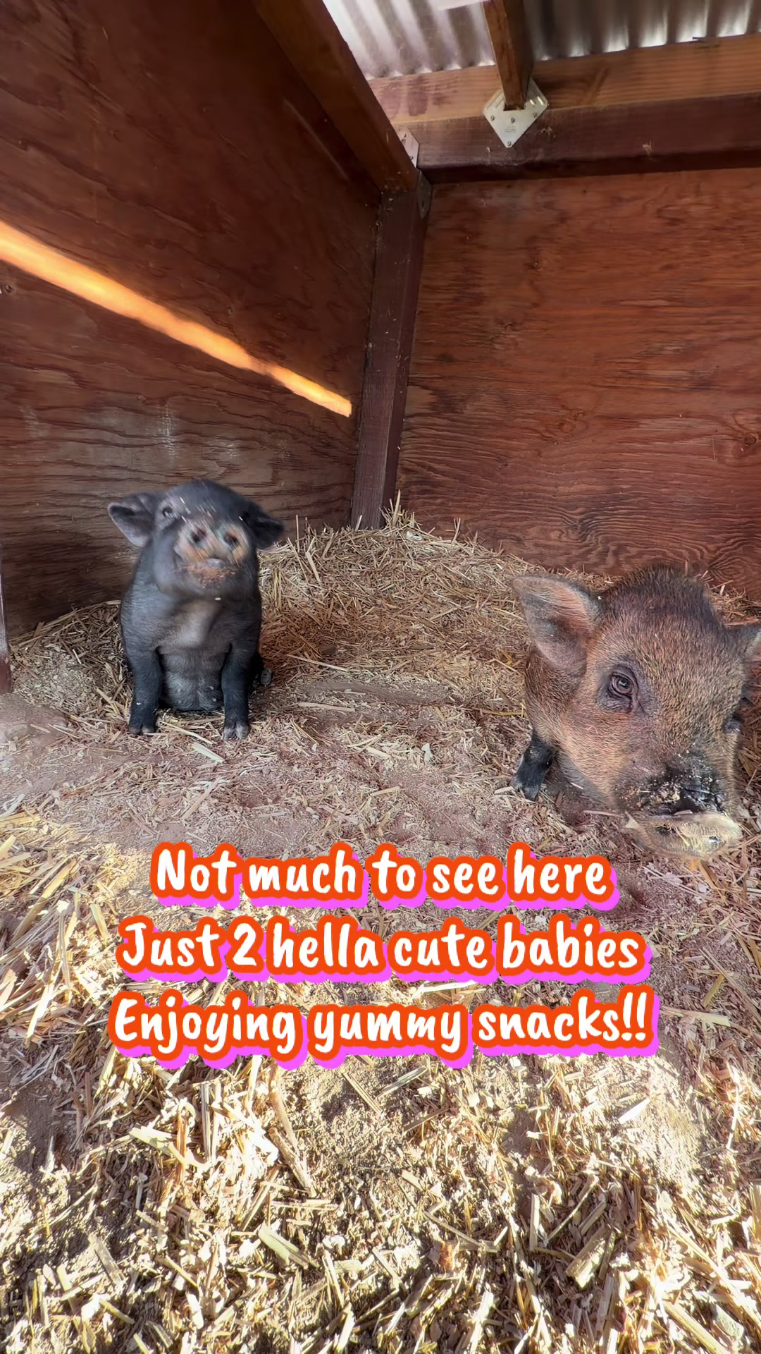 @Pig Luv Co