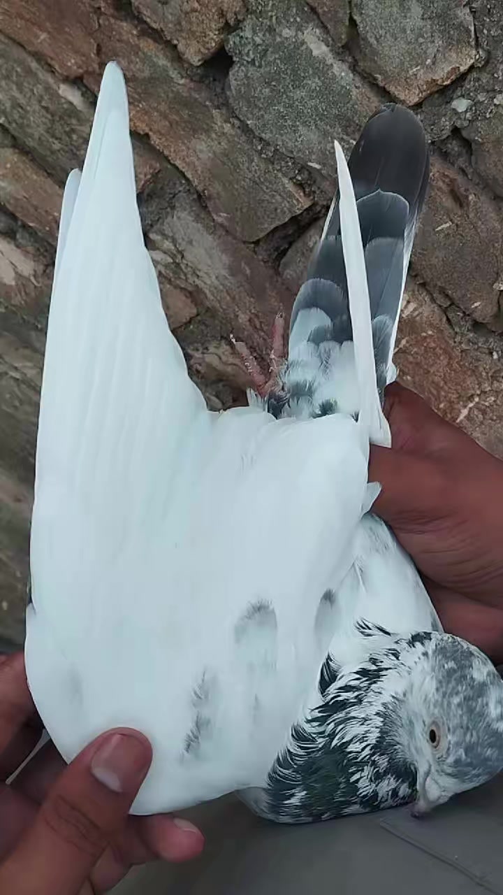 @سکندرپور پیجن👑