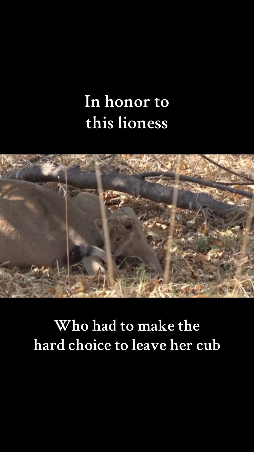 @Soul_searching_for_animals