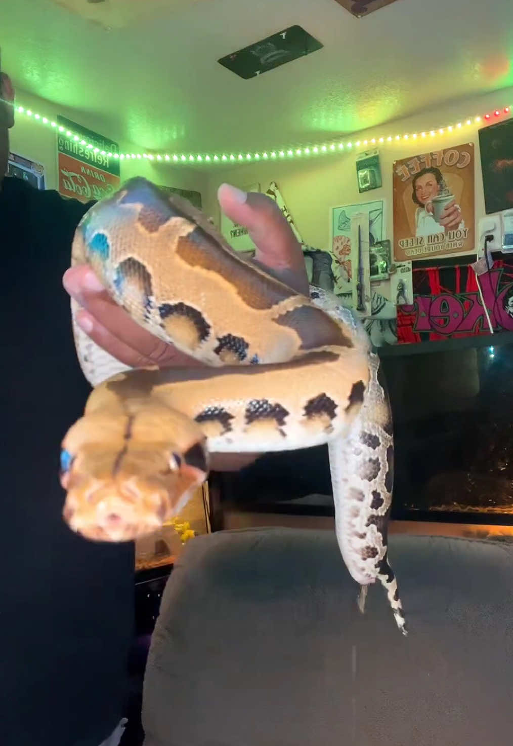 @🐍 Derricks Reptiles 🐍