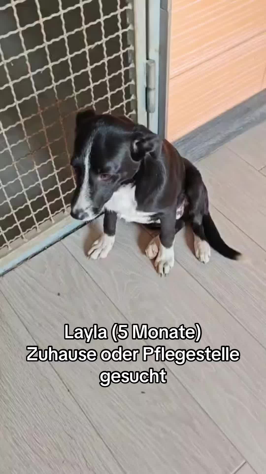 @Ankerhunde e.V.