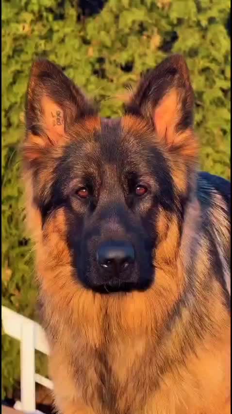 @animolfacts