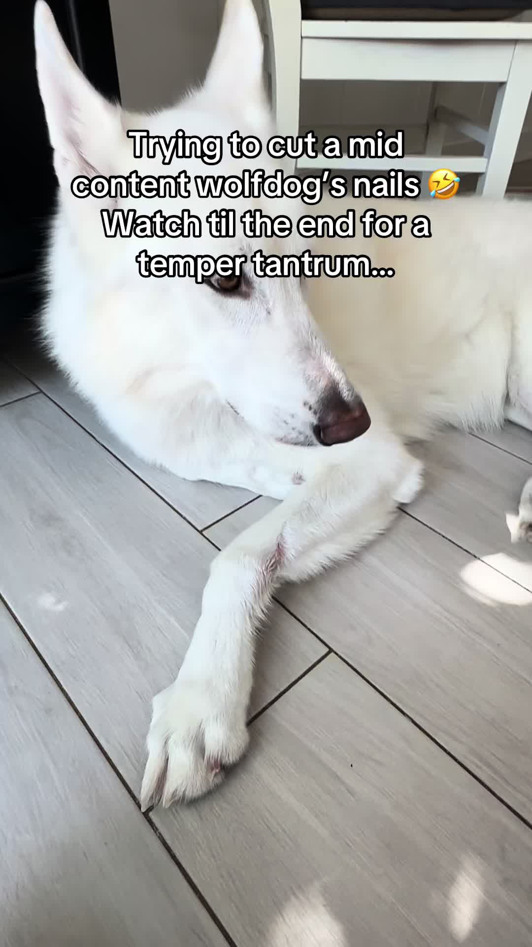 @Loki the Flame Keeper 🐺