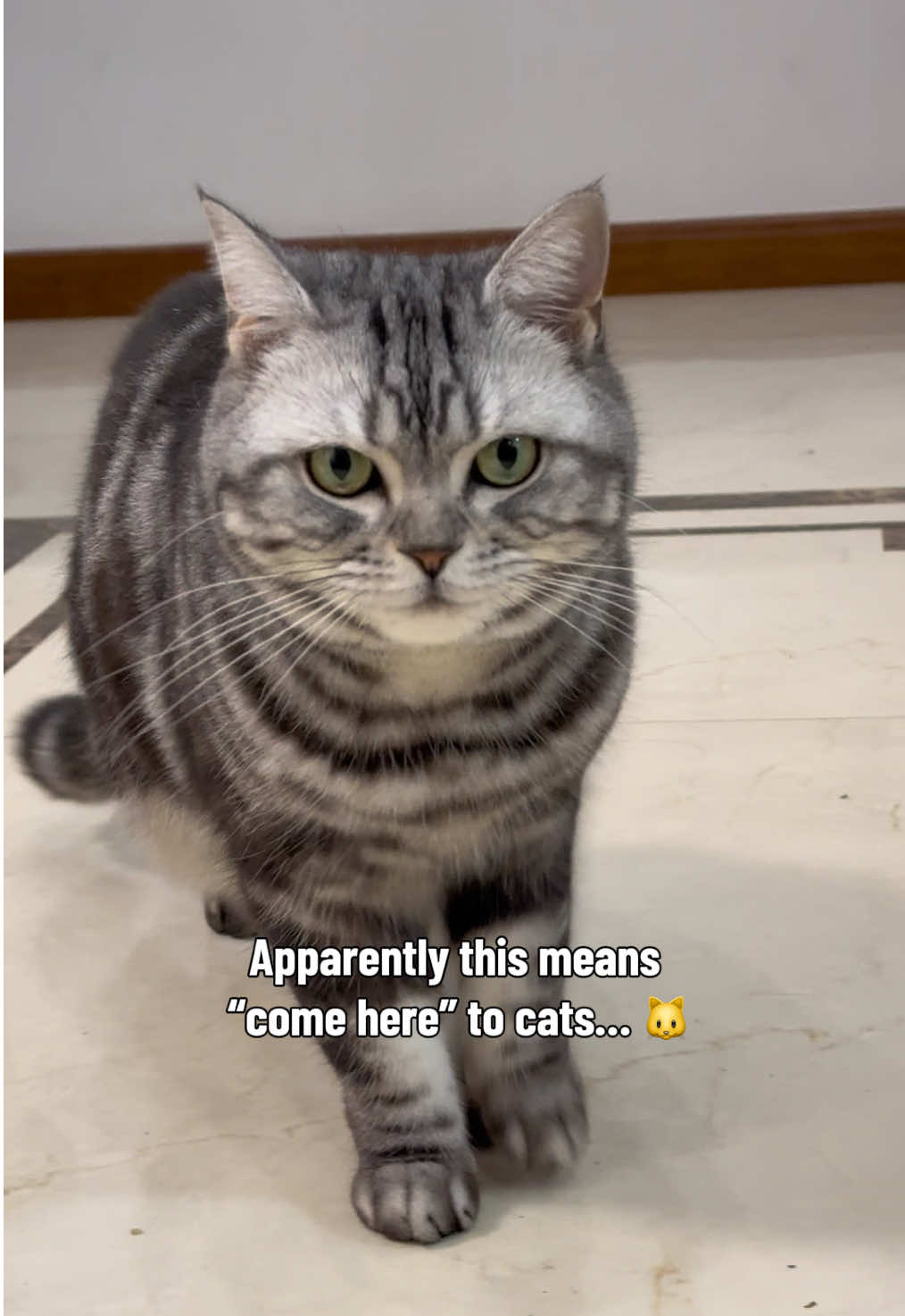 @catmi7