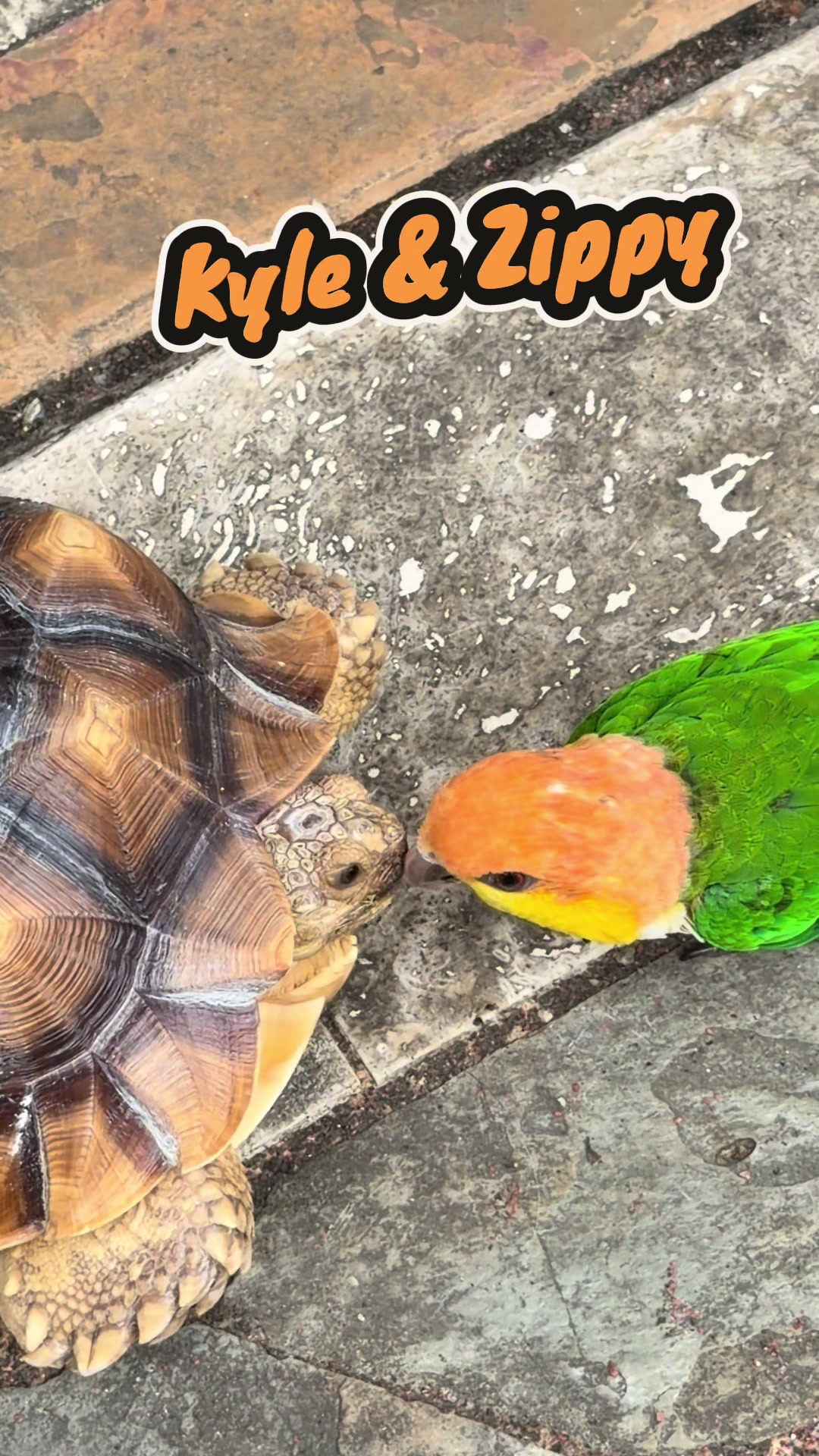 @Kyle The Caique
