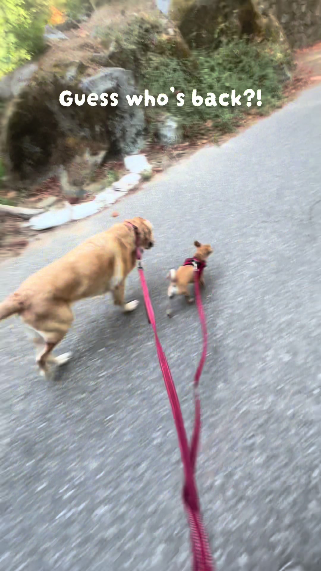 @LittleDog&Bogie