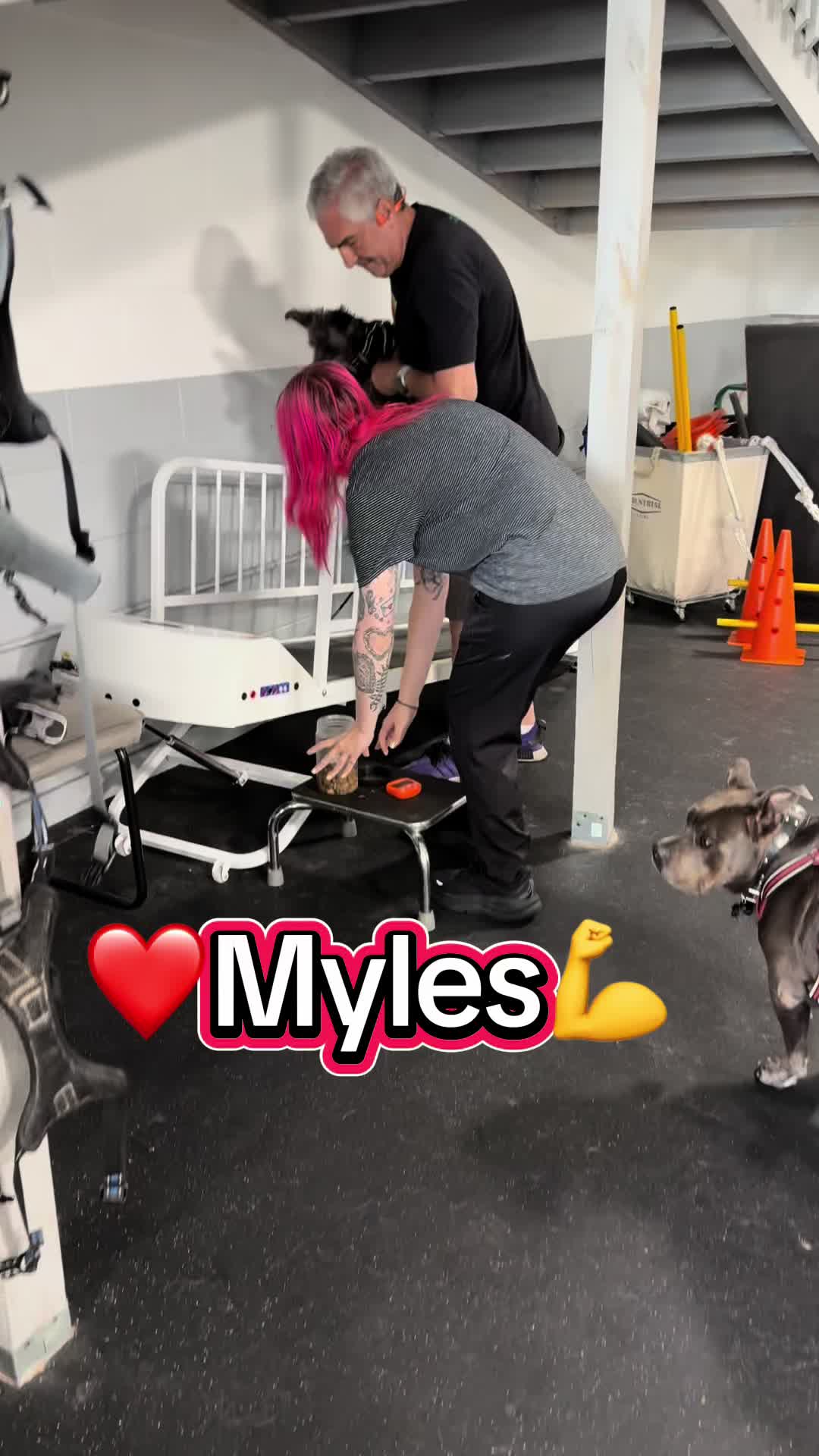 @ArfitDogRehabFitness