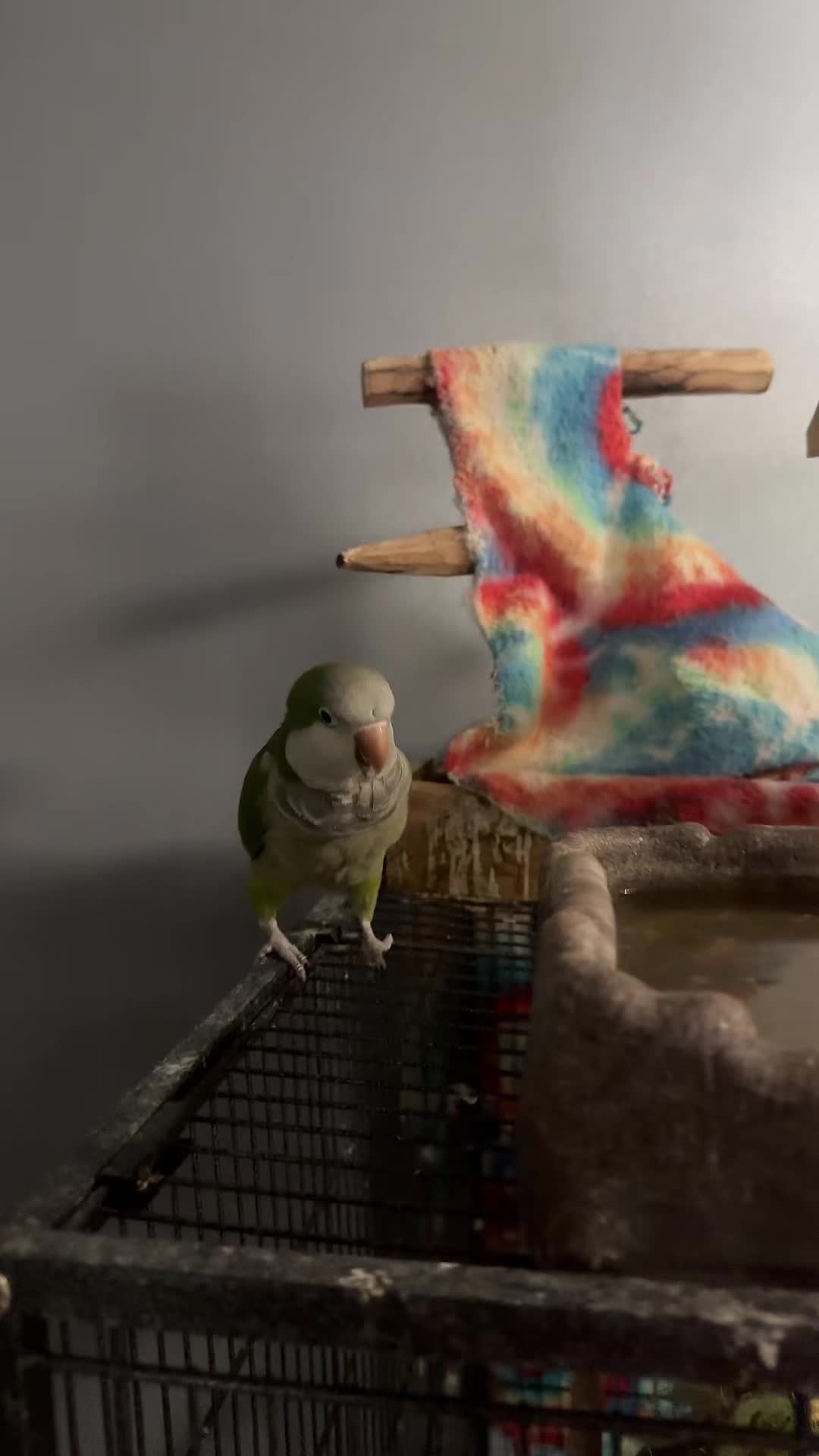 @(La mexicanita y pajaritos 🦜