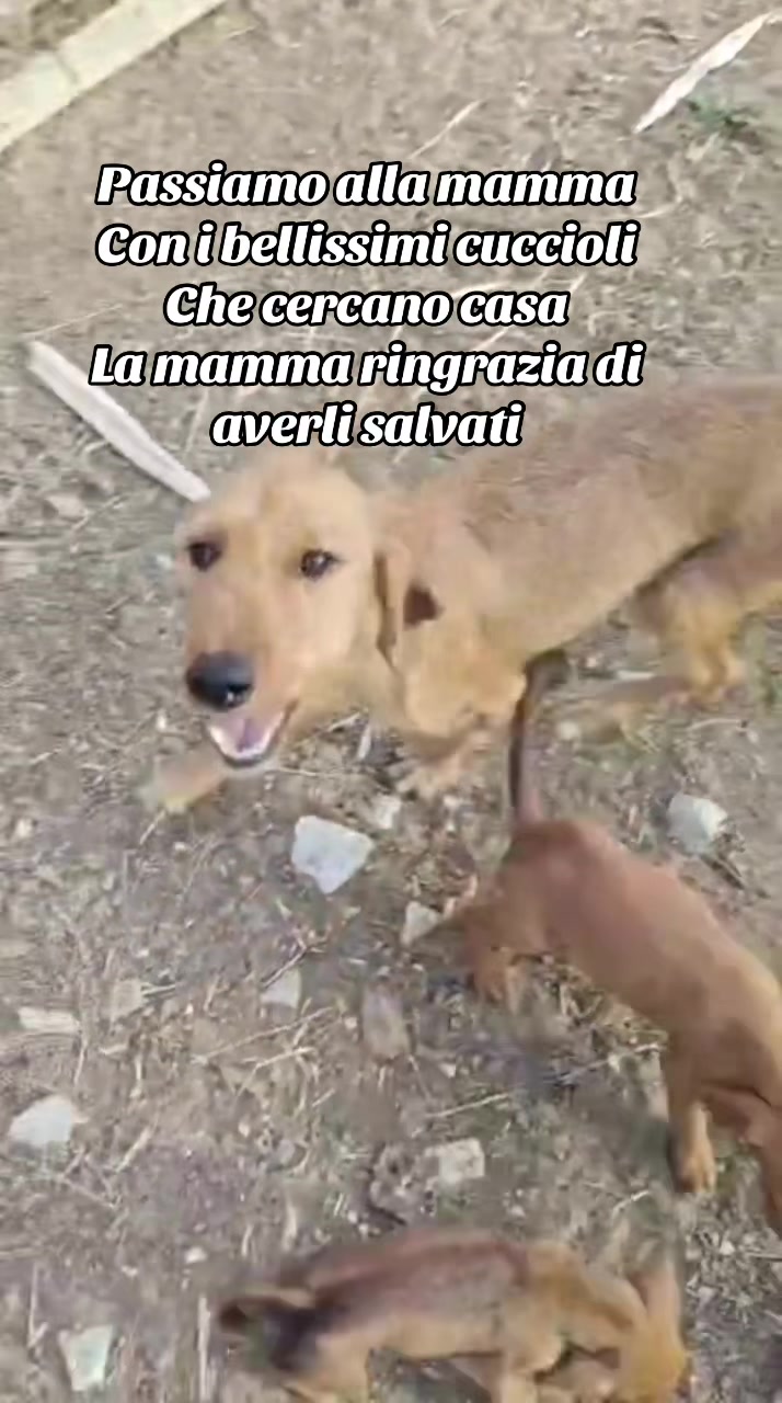 @I randagi di nessuno