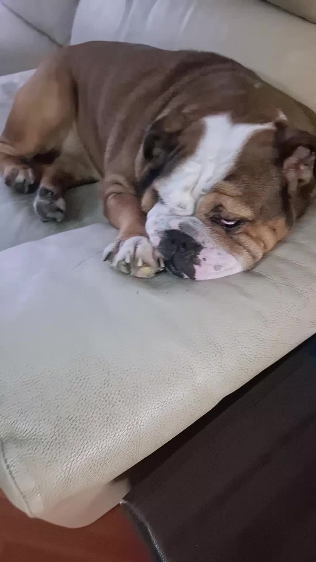@Cri🐾M❤️rghy🐾labulla❤️